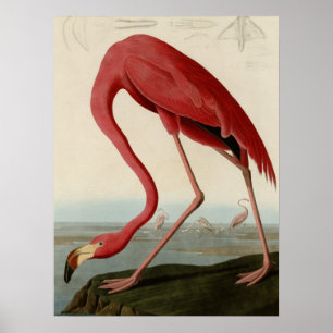 Affiche Flamant rose américain