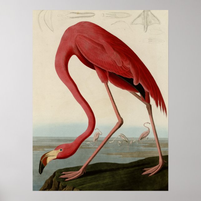 Affiche Flamant rose américain (Devant)