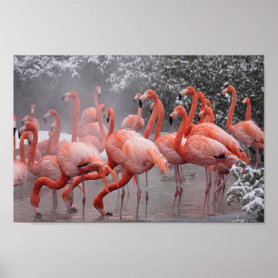 Affiche Flamant rose américain