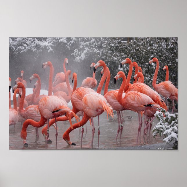 Affiche Flamant rose américain (Devant)