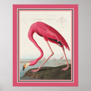 Affiche Flamant rose américain d'Audubon