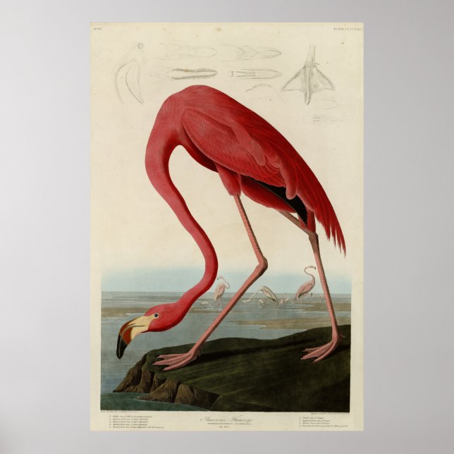 Affiche Flamant rose américain d'Audubon's Birds of Americ (Devant)