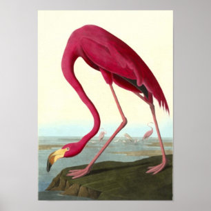 Affiche Flamant rose américain, John James Audubon