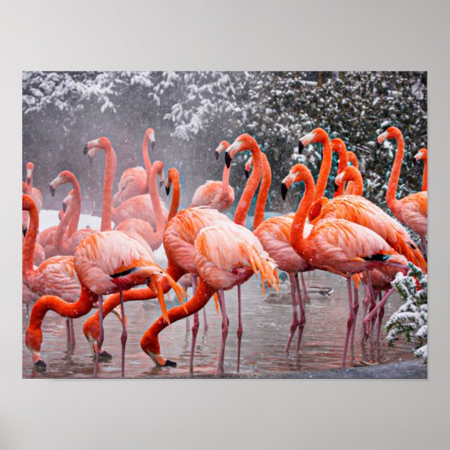 Affiche Flamant rose américain, oiseau coloré, (Devant)