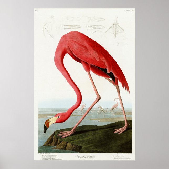 Affiche Flamant rose américain par John James Audubon (Devant)