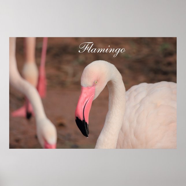 Affiche Flamant rose d'affiches (Devant)