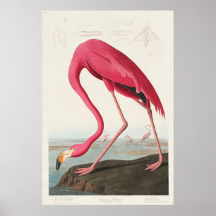 Affiche Flamant rose de Birds of America (1827)