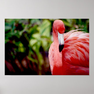Affiche Flamant rose Floride 1