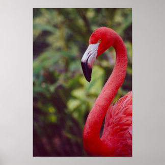 Affiche Flamant rose Floride 2