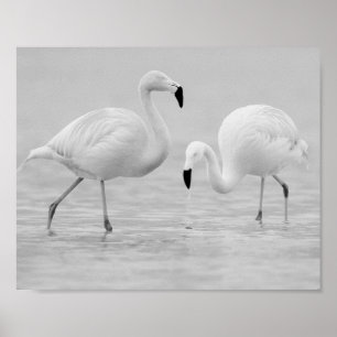 Affiche Flamant rose noir et blanc Art tropical imprimable
