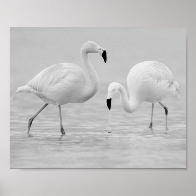Affiche Flamant rose noir et blanc Art tropical imprimable (Devant)