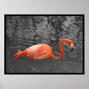 Affiche Flamant rose rose