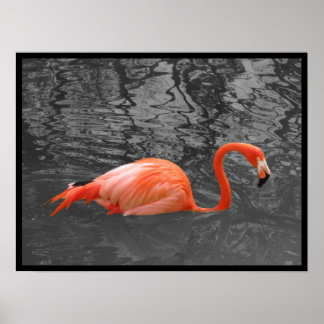 Affiche Flamant rose rose