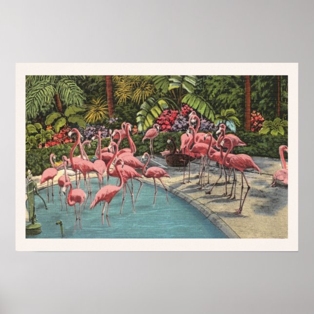 Affiche Flamant rose rose tropicale Flamboyance Imprimer (Devant)