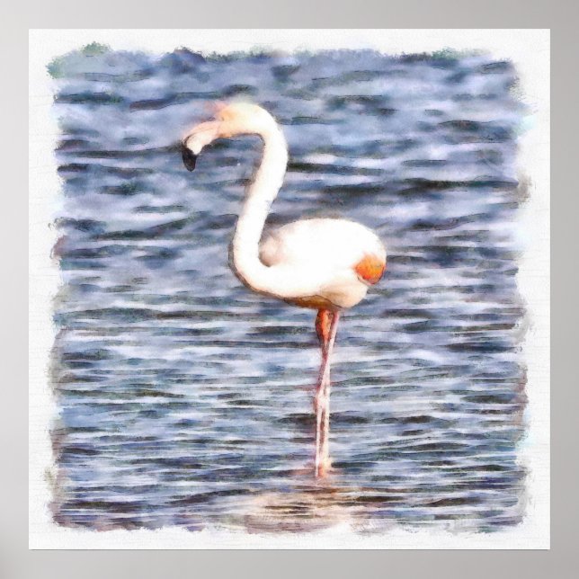 Affiche Flamant rose sauvage (Devant)