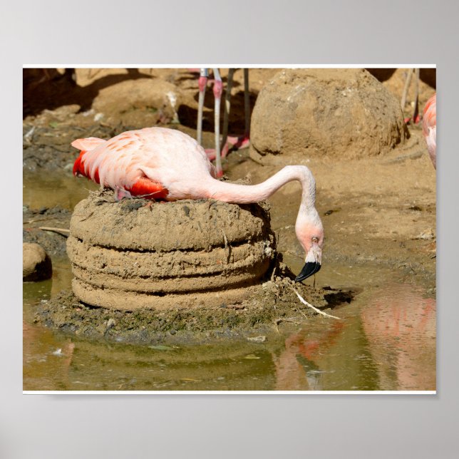 Affiche Flamant rose sur son nid (Devant)