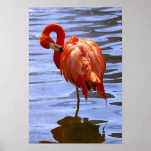 Affiche Flamant rose sur une jambe dans l'eau