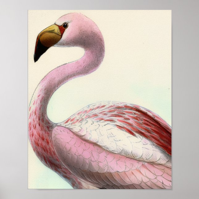 Affiche Flamant Vintage (Devant)