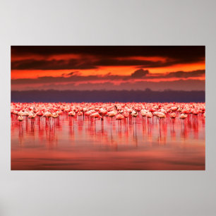 Affiche Flamants africains dans le lac sur le beau soleil