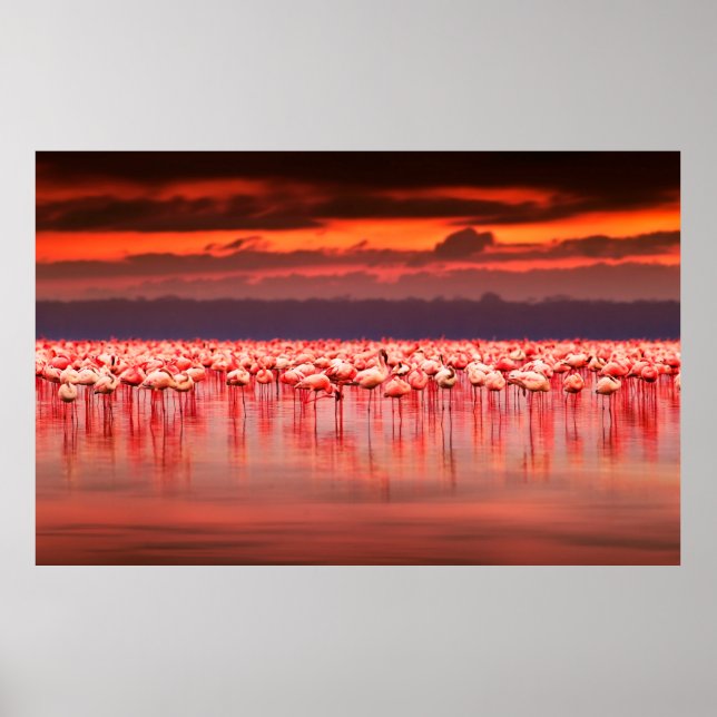 Affiche Flamants africains dans le lac sur le beau soleil (Devant)