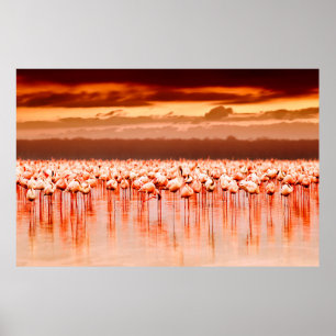 Affiche Flamants africains dans le lac sur le beau soleil