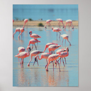 Affiche Flamants roses à Sunrise