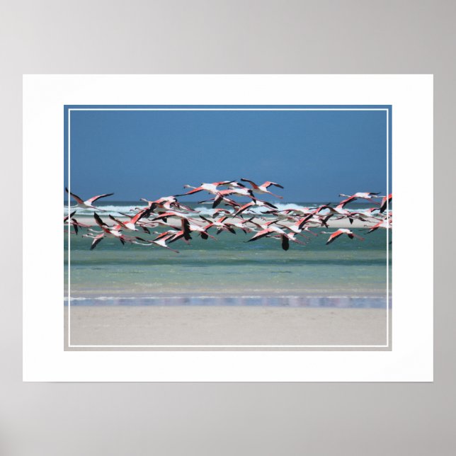 Affiche Flamants roses-affiches (Devant)
