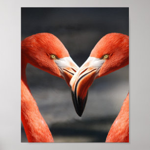 Affiche Flamants roses amoureux