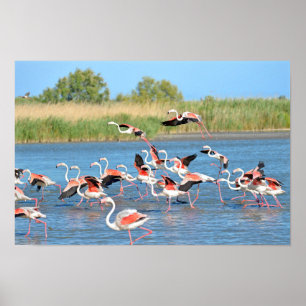 Affiche Flamants roses courant sur l'eau en Camargue
