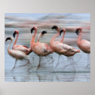 Affiche Flamants roses en mouvement, Phoenicopterus