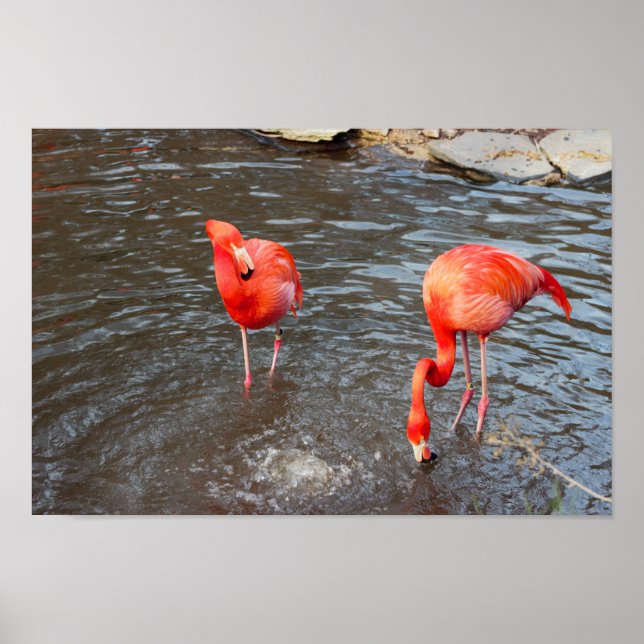 Affiche Flamants roses orange (Devant)