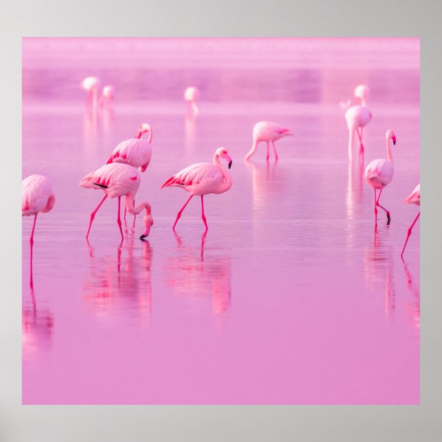 Affiche Flamants roses roses Lac Concept romantique (Devant)