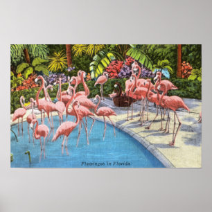Affiche Flamants roses Roses vintages En Floride