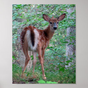 Affiche Flambée Fawn