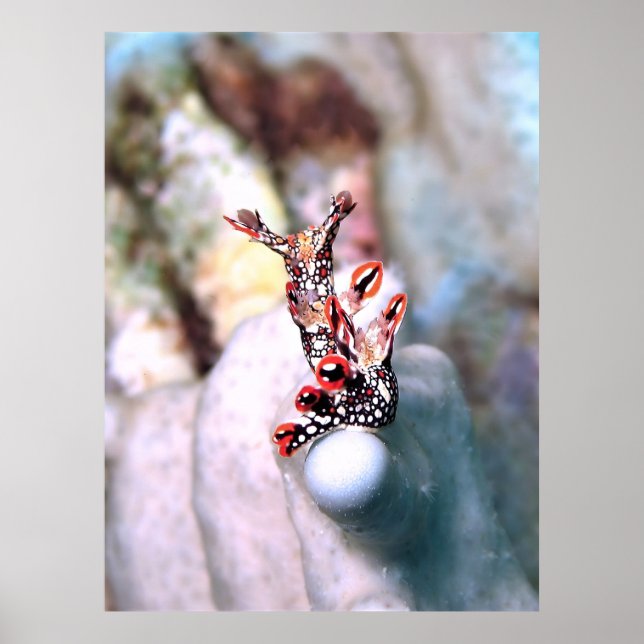 Affiche Flambouyant Nudi (Devant)