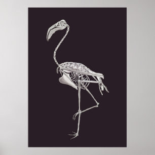 Affiche Flamingo Skeleton Bird Halloween Animal Anatomy