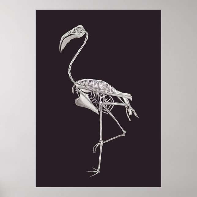 Affiche Flamingo Skeleton Bird Halloween Animal Anatomy (Devant)