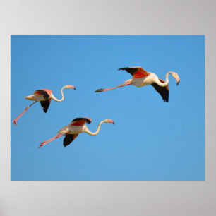 Affiche Flamingos in flight