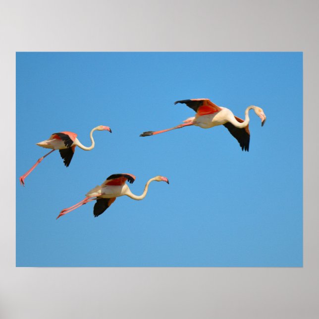 Affiche Flamingos in flight (Devant)