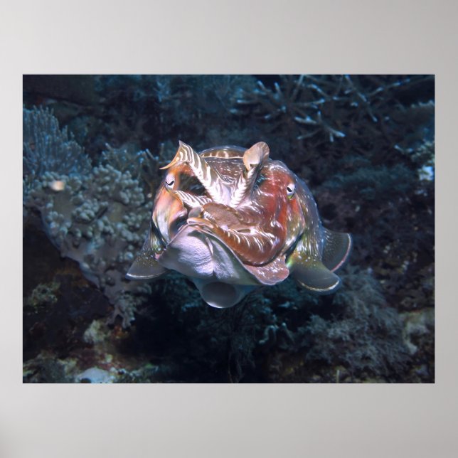 Affiche Flash Siphon (Devant)