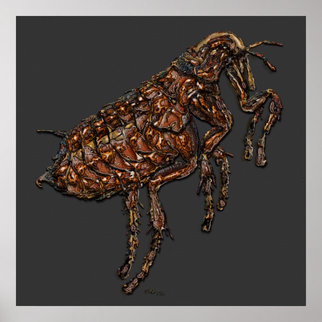 Affiche Flea sur Grey (Devant)