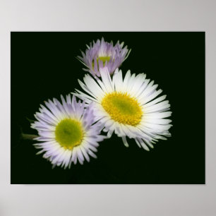 Affiche Fleabane sauvage Fleur de marguerite