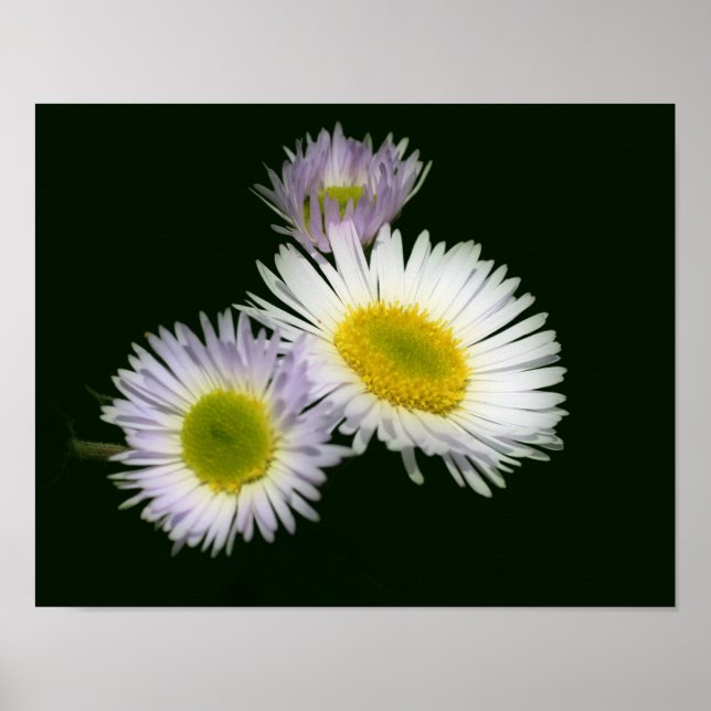 Affiche Fleabane sauvage Fleur de marguerite (Devant)