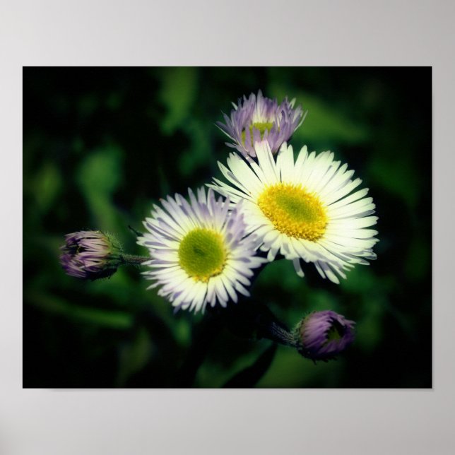 Affiche Fleabane sauvage Fleur de marguerite (Devant)