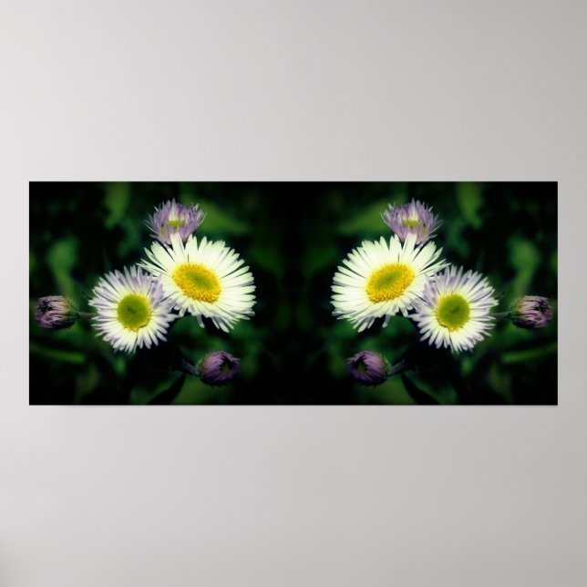 Affiche Fleabane sauvage Fleurs de marguerite miroir Abstr (Devant)