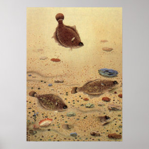 Affiche Flets ou Poissons plats, Vie marine océanique vint