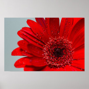 Affiche fleur
