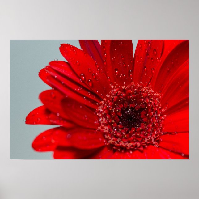 Affiche fleur (Devant)