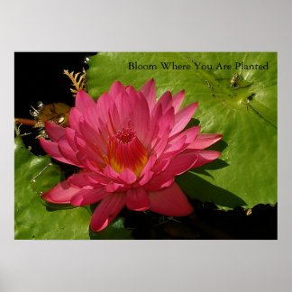 Affiche Fleur