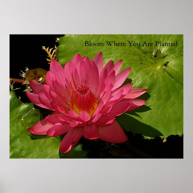 Affiche Fleur (Devant)